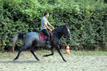 Jeune Cheval Lipizzan
