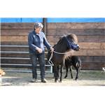 Shetland et son poulain