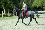 Jeune Cheval Lipizzan