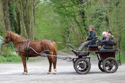 Promenades en calche Boret, proche senlis 60