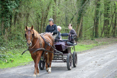 Promenades en calche  Borest senlis oise