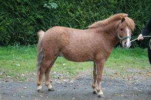 Poney Shetland