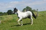 OC PAINT HORSE / LIPIZZAN