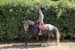 Jeune Cheval Lipizzan