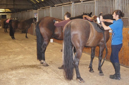 Pension chevaux au box