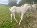 Jeune Cheval oc paint horse / appaloosa 