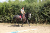 Jeune Cheval Lipizzan
