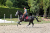Jeune Cheval Lipizzan