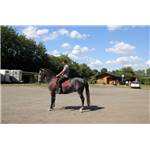 Jeune Cheval Lipizzan