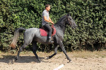 Jeune Cheval Lipizzan
