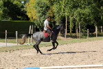 Jeune Cheval Lipizzan