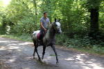 Jeune Cheval Lipizzan