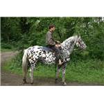 Appaloosa OI Hongre