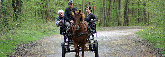 Promenades en calche  Borest senlis oise 60