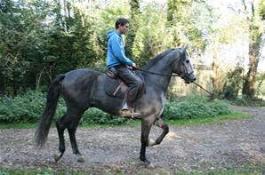 Chevaux  vendre proche Senlis Oise