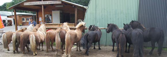 Location de poneys