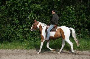 Cheval Hongre pie à vendre