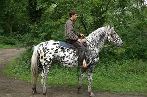 Appaloosa OI Hongre