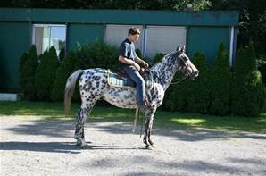 Cheval Hongre Appaloosa