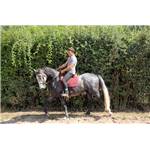 Jeune Cheval Lipizzan