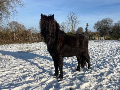 Poney onc shetland 