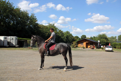 Jeune Cheval Lipizzan