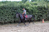 Jeune Cheval Lipizzan