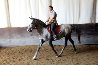 Jeune Cheval Lipizzan