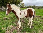 Jeune Cheval paint horse