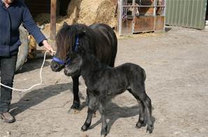 Shetland et son poulain