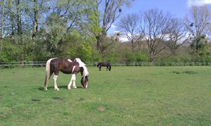 Promenades  cheval