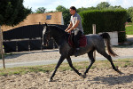 Jeune Cheval Lipizzan