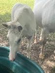 Jeune Cheval oc paint horse / appaloosa 