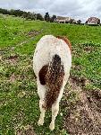 Jeune Cheval paint horse