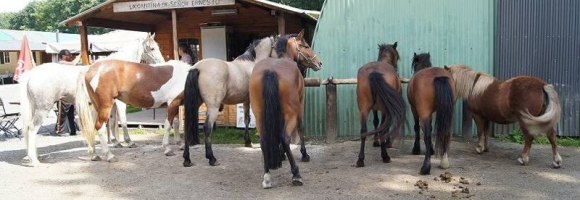 Poneys  vendre Oise 60