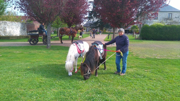 Tours  poneys et en calche - animations & vnements