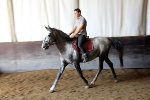 Jeune Cheval Lipizzan