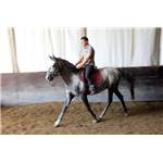 Jeune Cheval Lipizzan