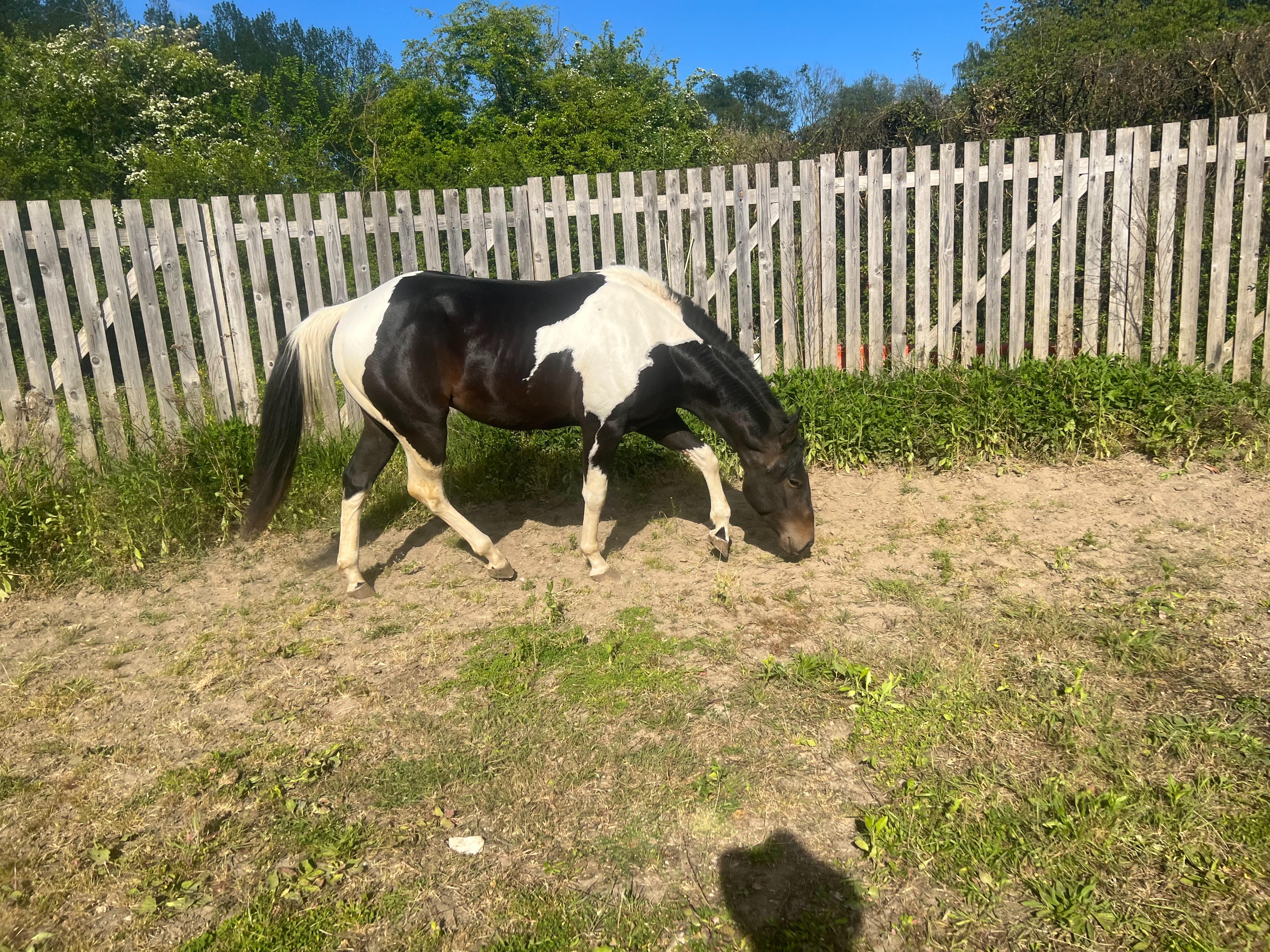 Cheval paint horse