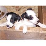 Chiots JACK RUSSEL non LOF