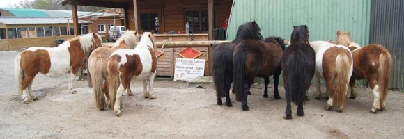 Poneys  vendre Oise 60