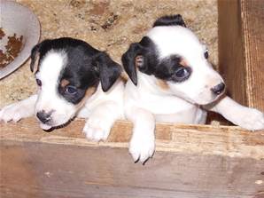 Chiots JACK RUSSEL non LOF