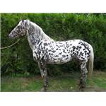 Appaloosa OI Hongre