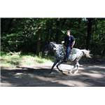 Cheval Hongre Appaloosa