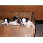 Chiots JACK RUSSEL non LOF