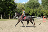 Jeune Cheval Lipizzan