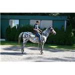 Cheval Hongre Appaloosa