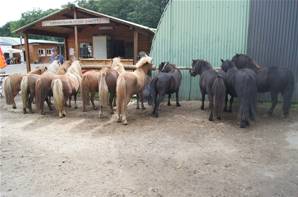 PONEYS A VENDRE