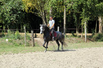 Jeune Cheval Lipizzan