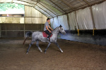 Jeune Cheval Lipizzan